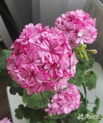 Пеларгония герань