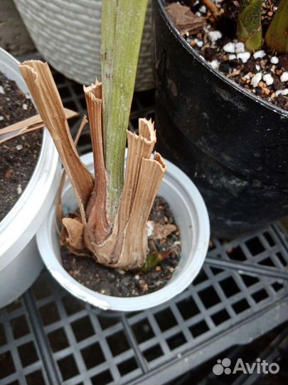 Орхидея цимбидиум