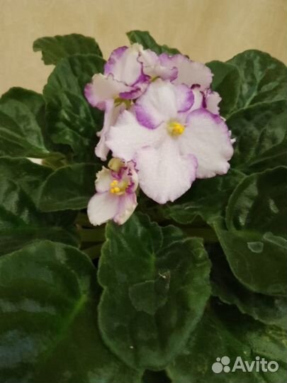 Листики сортовых фиалок и безымяшек