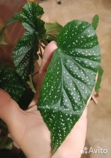 Бегония коралловая