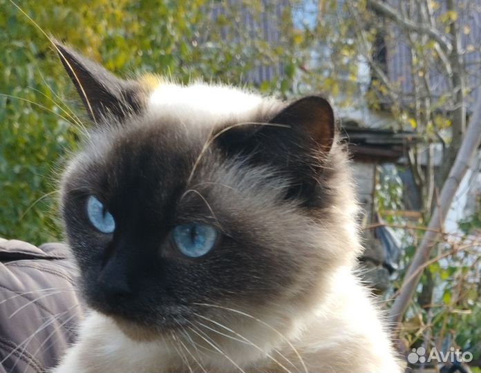 Только в добрые руки