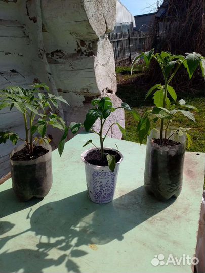 Рассада: помидоры, огурцы, перец