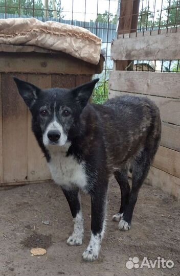 Собака друг в добрые руки