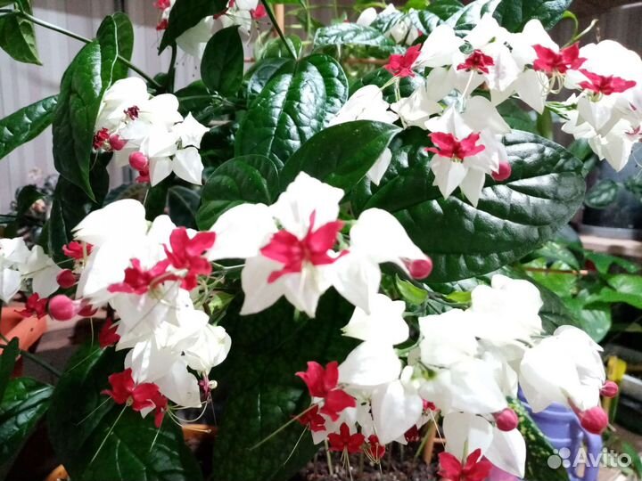 Клеродендрум томпсона