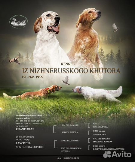 Щенок английского сеттера