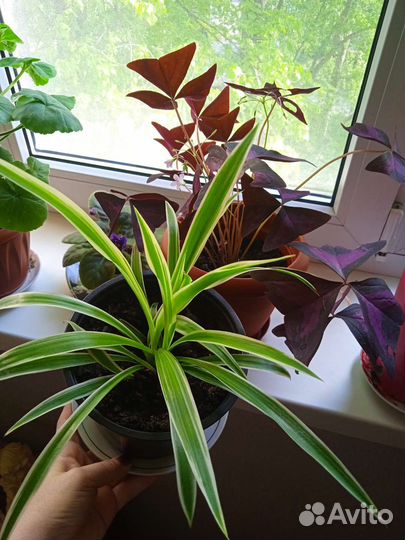 Комнатные цветы