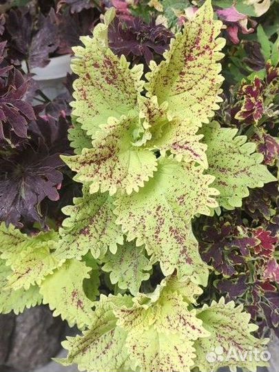 Колеусы сортовые