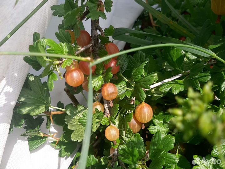 Крыжовник ягоды урожая 2024 г