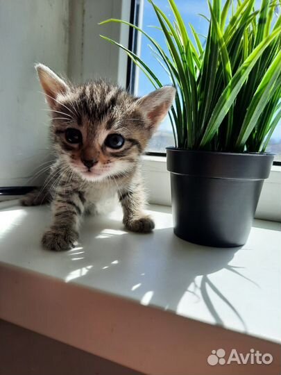 Котенок