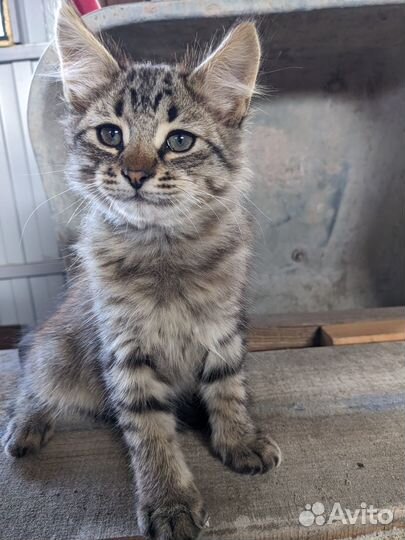 Котенок. Ищет дом