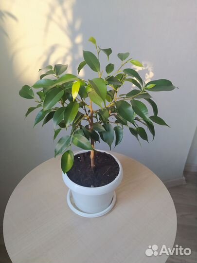 Фикус бенджамина 