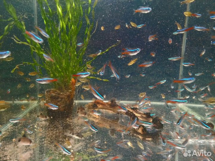 Аквариумные рыбки Неоны Барбусы Тернеции Гурами