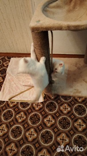 Кошки в добрые руки