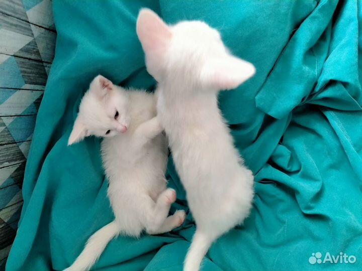 Котята белые,полтора месяца