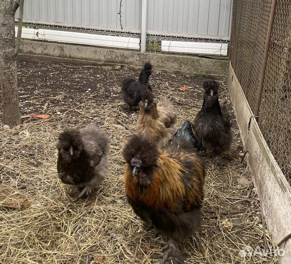 Китайские шелковые подрощенные цыплята