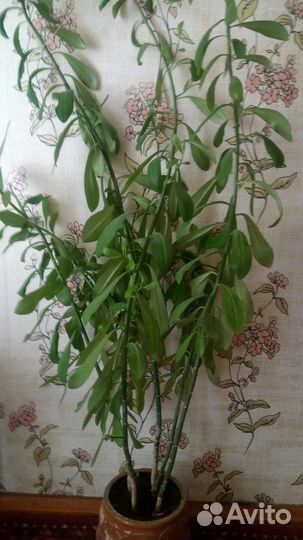 Комнатные цветы