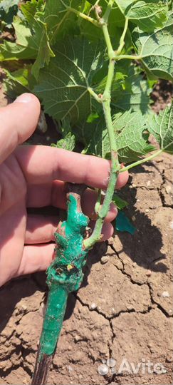 Саженцы винограда технических сортов