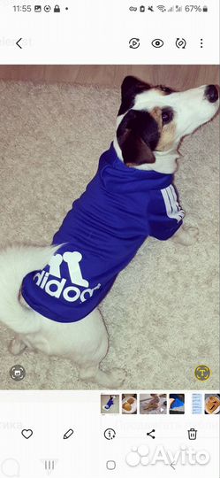 Одежда для собак мелких пород