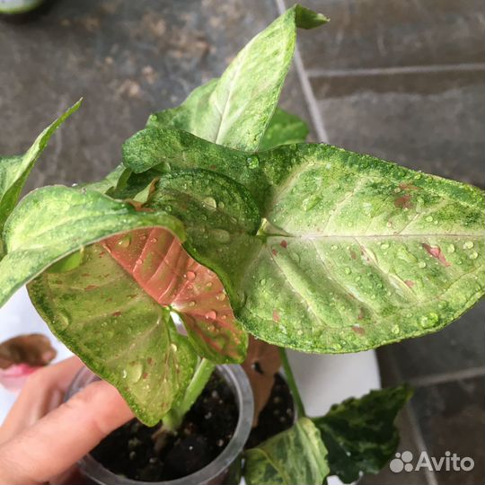 Сингониумы набором