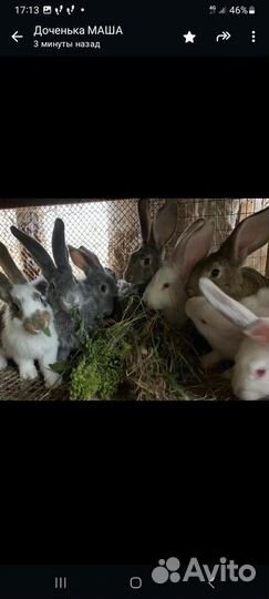 Крольчата 2-3 месяца