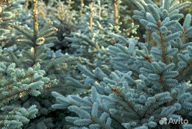 Ель голубая сортовая Super Blue Seedling, Glauca