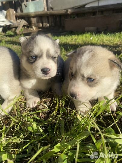 Щенки сибирской хаски