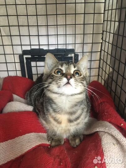 Котенок мальчик 3 месяца
