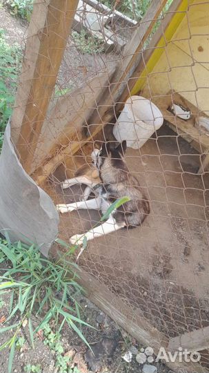 Собаки хаски