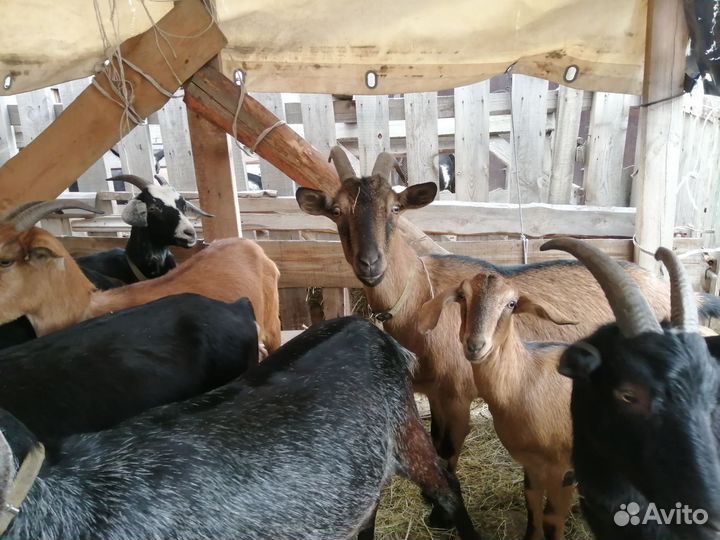 Козы козел нубийские