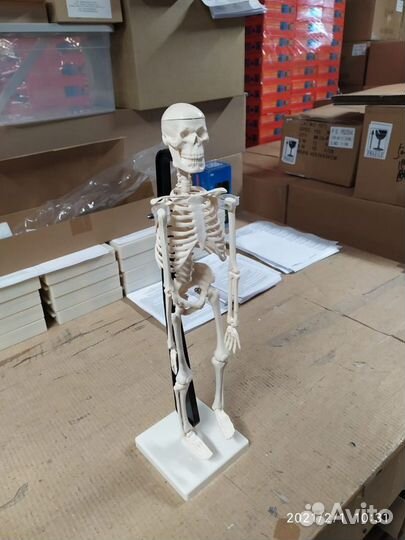 Скелет человека на штативе (85 см.)