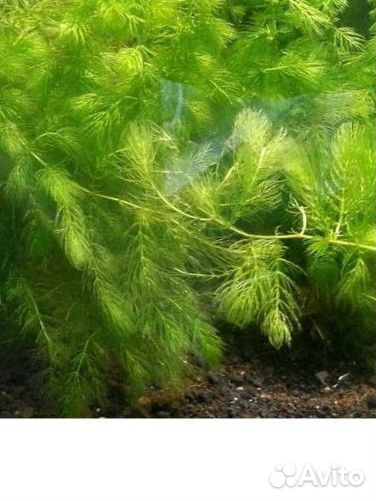 Роголистник в аквариум