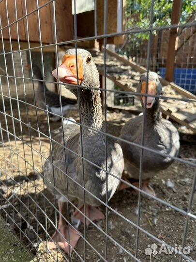 Гуси-лебеди