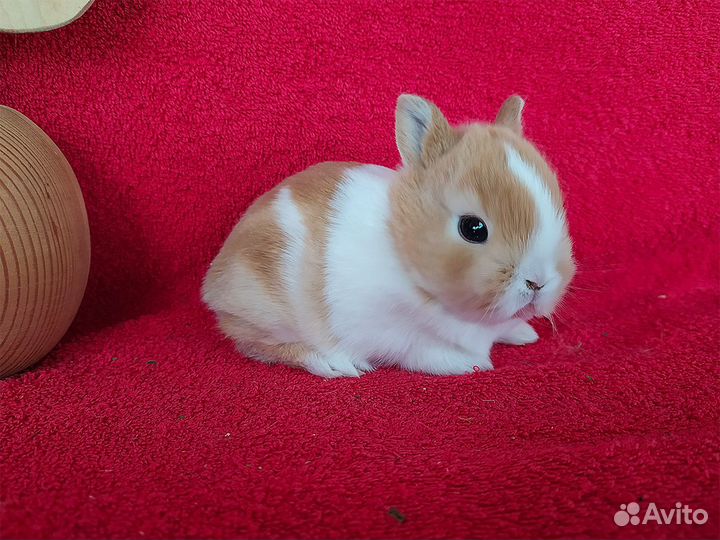 Домашние декоративные кролики