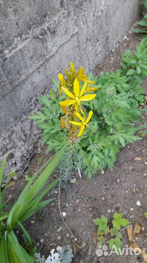 Многолетники садовые