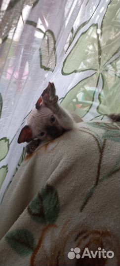 Котята сфинкс