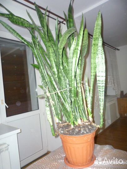 Цветок -сансевиерия (тёщин язык),охраняет дом