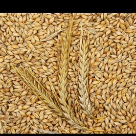 Зерно, ячмень, пшеница, корм