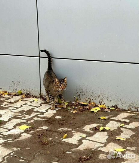 Молодой кот погибает на улице
