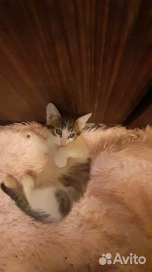 Котёнок