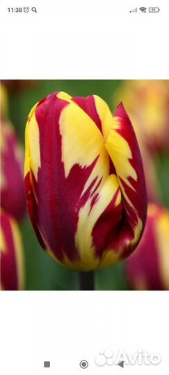 Цветы и саженцы