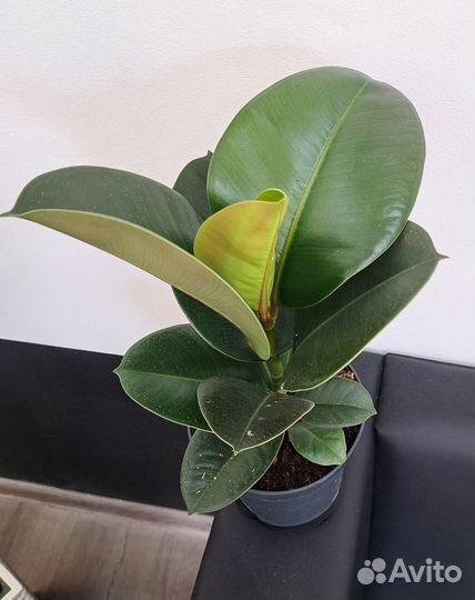 Фикус эластика