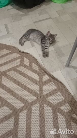 Персидский кот