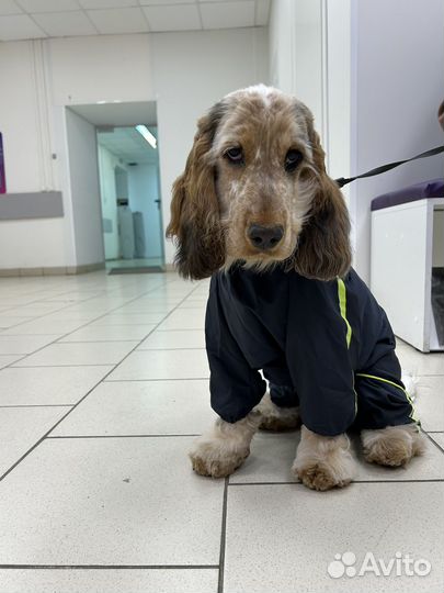 Комбинезон для собаки