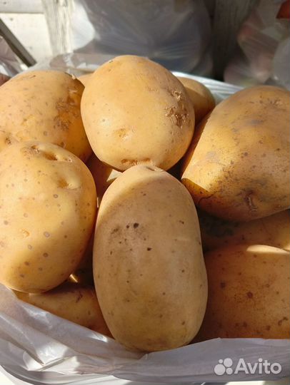 Картофель со станицы