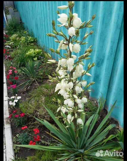 Цветок юкка