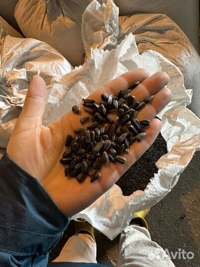 Продам семена подсолнечника