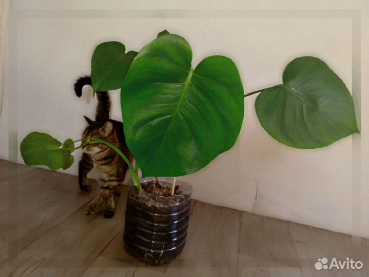 Растения на заказ, цветы, семена