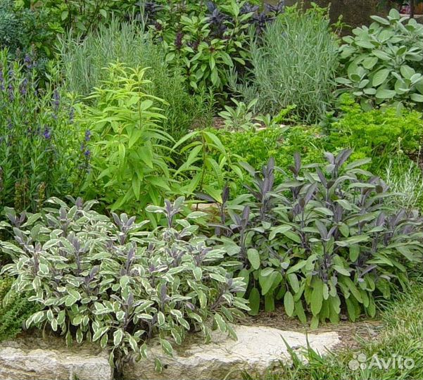 Многолетники : мята, эстрагон, ландыш и др