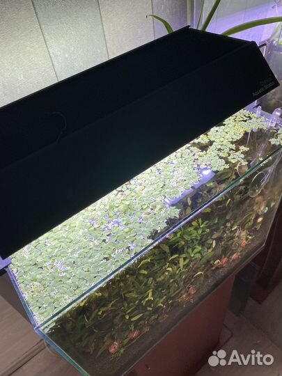 Аквариум. Свет Chihiros. Рефректометр