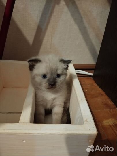 Котята